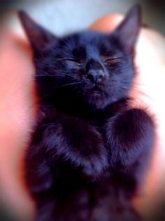 Awwww,  black kittens are the best! he is so black...he is almost navy blue