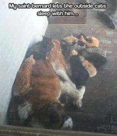 "My saint bernard lets the outside cats sleep with him...."