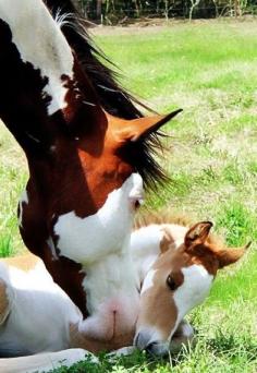 Love paint horses! Momma and her sweet foal!