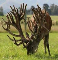 world record red stag  New Zealand