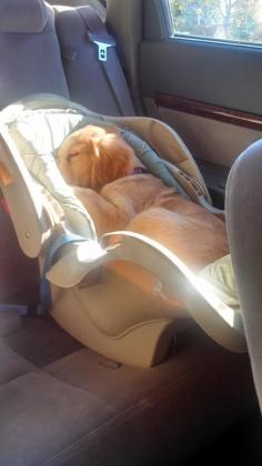 oh my goodness...I have no words for the cuteness of the picture  get your dog car seats at www.k9electridogfence.com