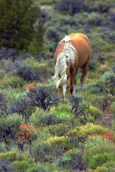 horse in a field -- beautiful colors