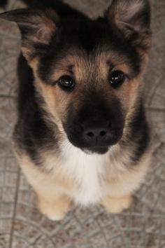 love those German Shepherd puppy eyes!