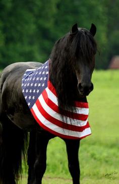 Friesian Horse - USA flag HAPPY 4th Everyone!!!!