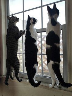 Black and white cats watching out!