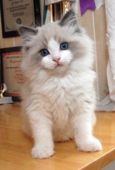 Fluffy kitten with blue eyes