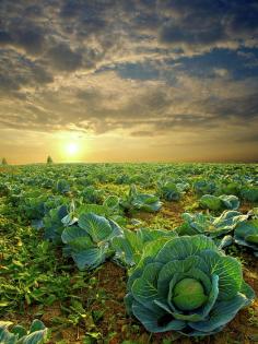 Wisconsin cabbage field. Keep small farms alive. Phil Koch