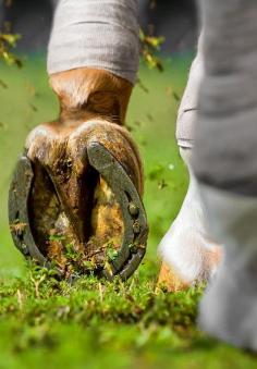 a lucky horse shoe. Great shot!