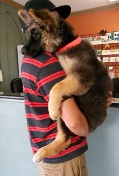 Sweet #GermanShepherd #Puppy ::: Visit our poster store Rover99.com