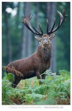 
                    
                        Red Deer: these timid animals are said to have been on the earth for quite some time, 400 000 years in fact.
                    
                