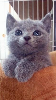 Makes me smile :-) #cat #kitten #pets #animals