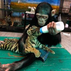 50 incredible animal photos of 2011. Two-year-old chimpanzee "Do Do" feeds milk to "Aorn", a 60-day-old tiger cub.