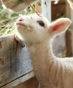 Sweet lamb... AWW.............