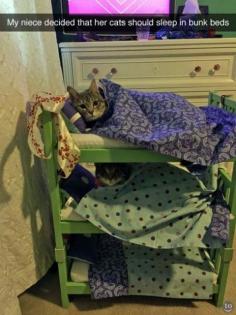 Cat bunk beds.