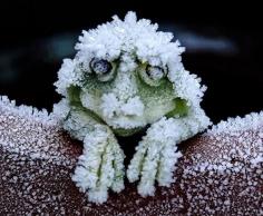 The Wood Frog - it is alive! They are amazing creatures, and scientists are researching how they have natural anti-freeze. They actually freeze - and thaw out in the spring!