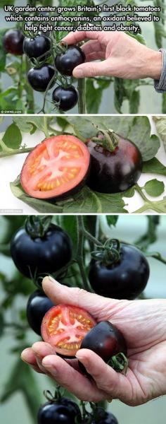 at this summer, all friends are vacationing in some parts of the globe but not in London; so i'd no one to ask to get me the seeds for these rare black tomato. so DIY for me. since i 'm gardening all from seeds and am a crazy fan of tomatoes, better yet get this rare colored-berry family fruit,,,