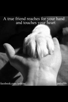 A true friend, love my doggy :)
