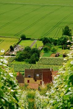 A quaint champagne vineyard just one hour north of Paris, France.
