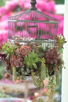 
                    
                        Hanging succulent garden, created with a bird cage
                    
                