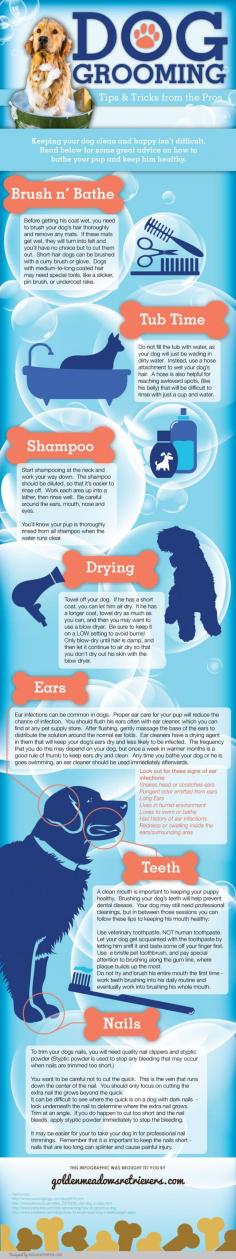 Tips and Tricks from the Pros for Grooming Pets