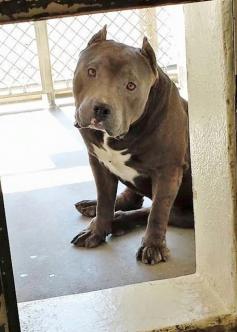 Poor baby!!! BUBSY is incredible. He is a strong hunky lowrider that loves little kids, big kids, other dogs and peanut butter cookies. He was left at the shelter because his family didn't have time for him anymore. Please SHARE this beauty, a FOSTER or Adopter would save his life. Thanks! #A4843215 https://www.facebook.com/171850219654287/photos/pb.171850219654287.-2207520000.1435087480./441187802720526/?type=3&theater