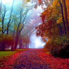 So beautiful... would love to take a quiet walk down this path :)