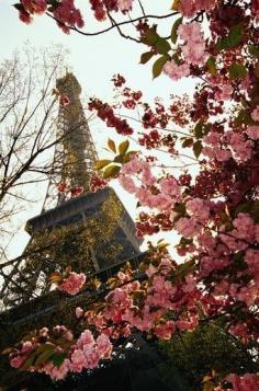 France Paris The Eiffel Tower And Cherry Blossom Low Angle View Stock Photo | Getty Images