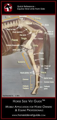 Horse Side Vet Guide - Hind Limb Anatomy http://horsesidevetguide.com/