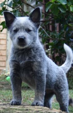 Blue Healer