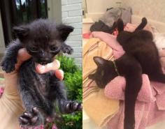 Animal expressions before and after they were adopted (27 Photos)