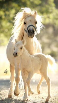 Marilyn Monroe and her colt Wingates Mi Alihandro    Arare Photography LLC, By Kelly Campbell