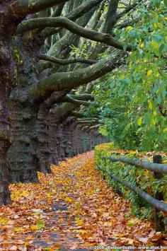 Beautiful Autumn Path