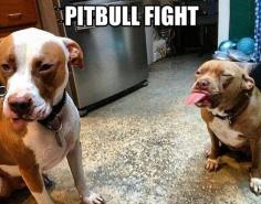 Pit bull fight #funny #dog #pictures #pet