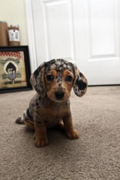 looks like a spotted Beagle :) but sooo adorable. Love this little one. Home Instead Senior Care of Boulder/Broomfield Counties. 720-890-0184 THIS IS A DAPPLE DACHSHUND PUPPY. https://www.homeinstead.com/397 -follow my profile for more pets things!