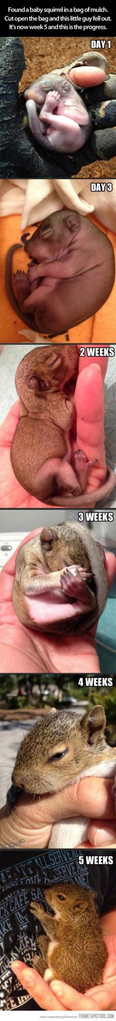 Baby squirrel found in a bag of mulch…