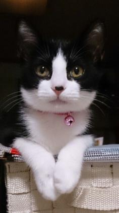 Beautiful Tuxedo Cat! she is precious, so pretty.