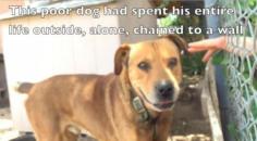 Dog Freed After a Decade Chained to Fence - Bites @ Animal Planet