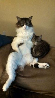 Haha kitty cat #cat #cats #catsfunny
