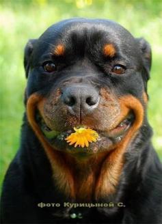 "Picked this especially for you!"What sweet things do your pets do for you to make you smile?  #Dogs #Pets #Smile #SmartMouthFamilyDental http://smartmouthfamilydental.com/dentist-in-gainesville-tx