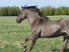 #9. The Sorraia Mustang - The Sorraia horse is an endangered South Iberian wild horse, also known as a Sorraia mustang.