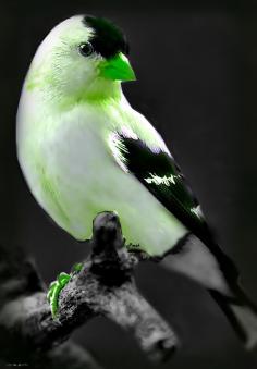 black white and green bird pretty