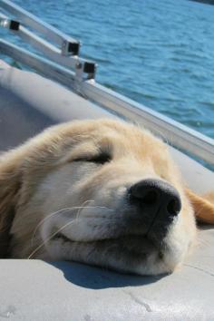 Enjoying the sunshine! Golden Retriever Dog