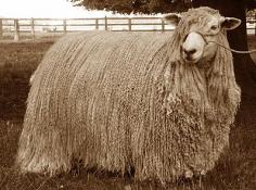 #Haircenter24 #Animal #Hair Long Haired Sheep