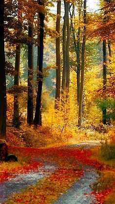 Autumn Afternoon #nature