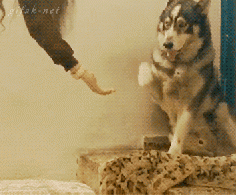 handshake with dog photo bombed by the cat #gif #cats #dogs #pets #gifs