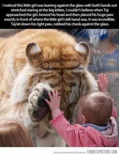 Menos mal que hay un cristal. #tigers #bigcats #amazingphoto #photooftheday #picoftheday