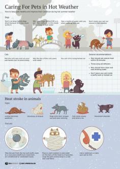Pet Care in hot weather