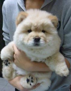 Chow Chows. Fluffy puppies