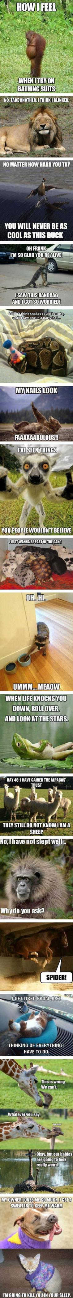 Cute funny animal humor memes lol.  G;)