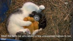 A mama cat adopted baby ducklings, and the results are adorable. | Cute Animals | Someecards